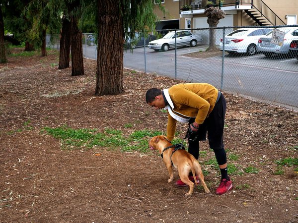 Des solutions innovantes pour protéger vos ruches des frelons asiatiques