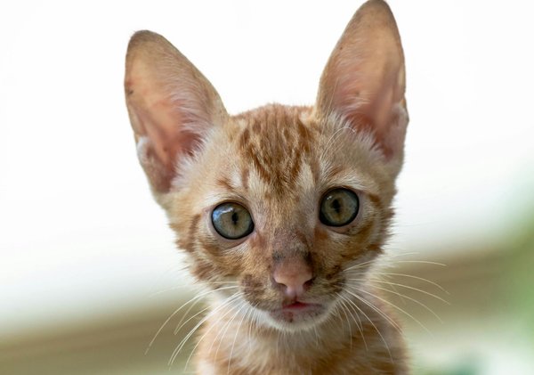 Guide pratique pour naviguer sur zoovincennes.com