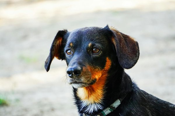 Top 5 éleveurs de golden retriever en auvergne-rhône-alpes