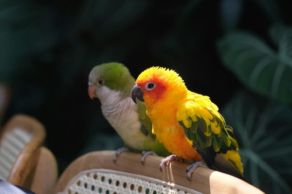 Que veut dire retriever ? découvrez le golden retriever !