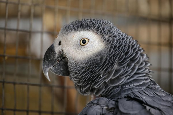 Collier gps pour chien sans abonnement : la solution pratique et économique