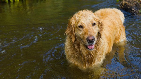 Conseils essentiels pour élever un golden retriever heureux