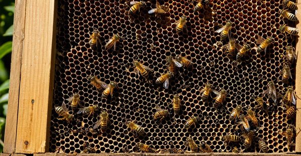 Protégez vos ruches : pièges innovants pour frelons asiatiques