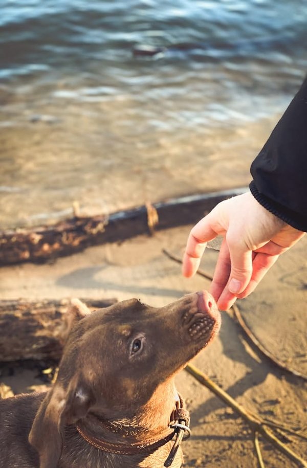 Quels sont les jeux qui peuvent aider à renforcer les commandes de rappel d'un chien ?