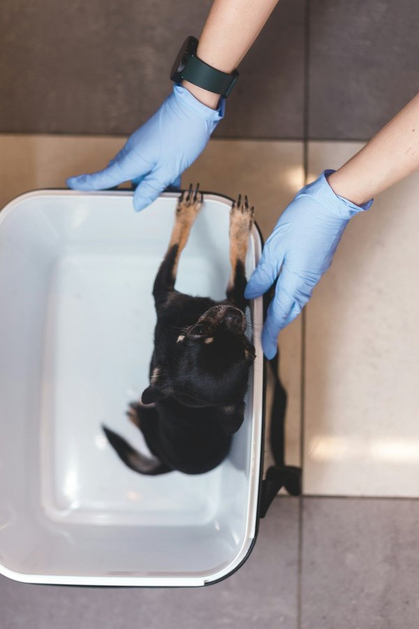 Litière chien avec mur : propreté et confort assurés