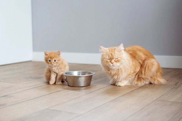Acheter croquettes pour votre chat pour une alimentation équilibrée et adaptée