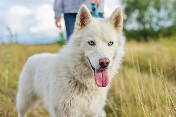 Des conseils incontournables pour chouchouter votre chien